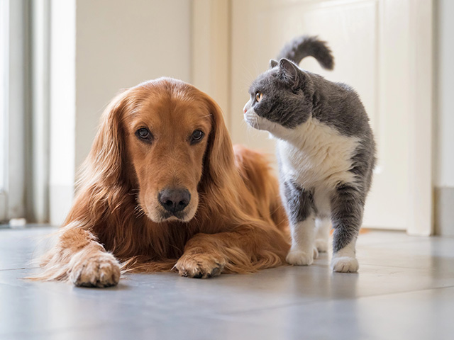 犬貓慢性腸病新觀念：從 IBD 到 CIE，飲食試驗為什麼重要？
